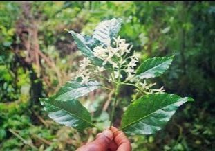 Flowering plant identified in biodiversity assessment of protected forest in Vanuatu