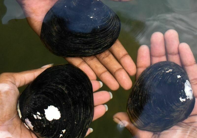 Hands holding freshwater mussels in the water