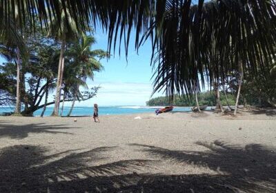 A beach framed with trees