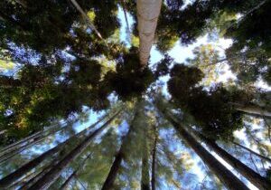 A view of treetops from below