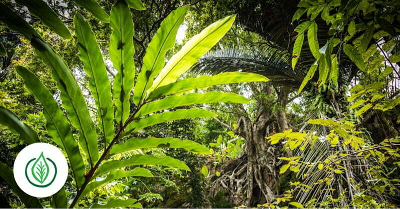 Tropical jungle plants
