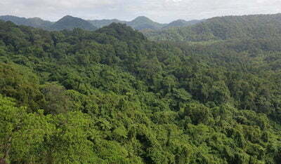 View of Drawa block forest in Fiji