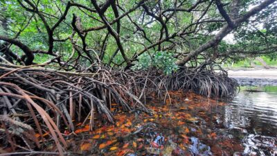 A close up of a mangrove ecosystem