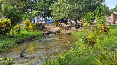 A river flowing towards a beach with trees and grass growing around it