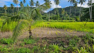 A field planted with rice