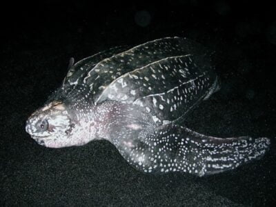 A leatherback sea turtle swimming in the ocean