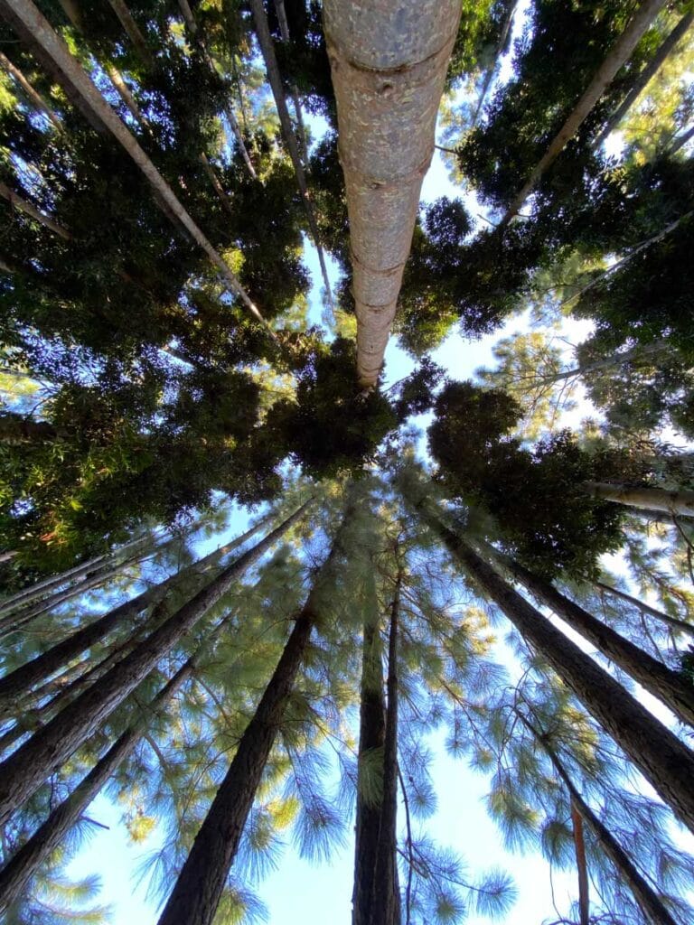 A view of treetops from below