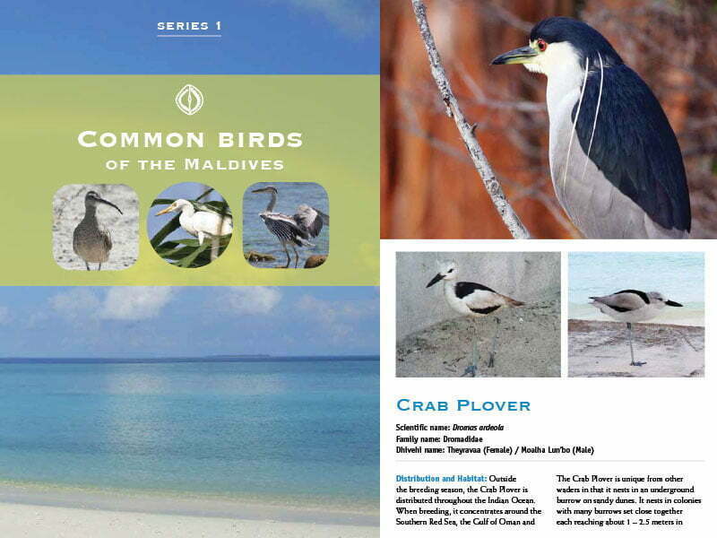 Cover page for the document 'Common Birds of the Maldives'